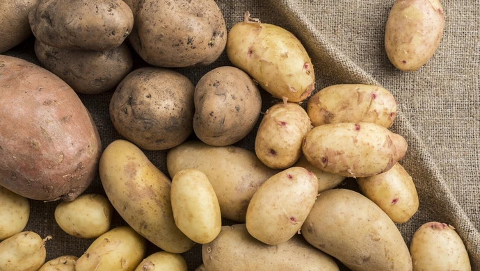 Święto Pieczonego Ziemniaka w Lubieniu już 30 sierpnia