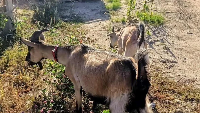 Kozy na piotrkowskim "gigancie". Gdzie jest właściciel?
