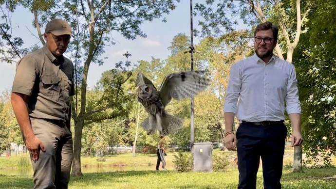 Wyjątkowa akcja w Piotrkowie. W parku Belzackim wypuszczono sowy uszate ZDJĘCIA