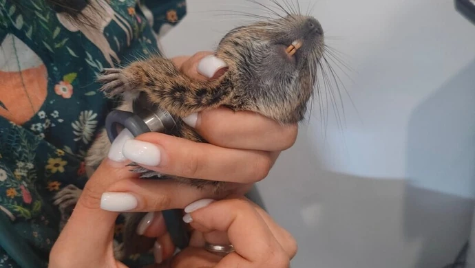 Dwie koszatniczki na śmietniku. Znów ktoś wyrzucił zwierzaki