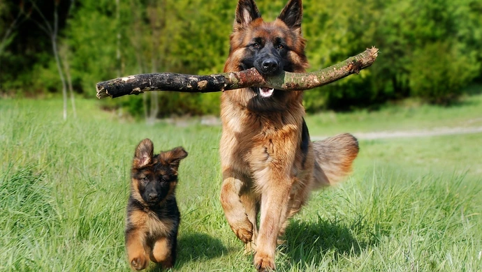 43. Klubowa Wystawa Owczarków Niemieckich – Bogusławice 2025