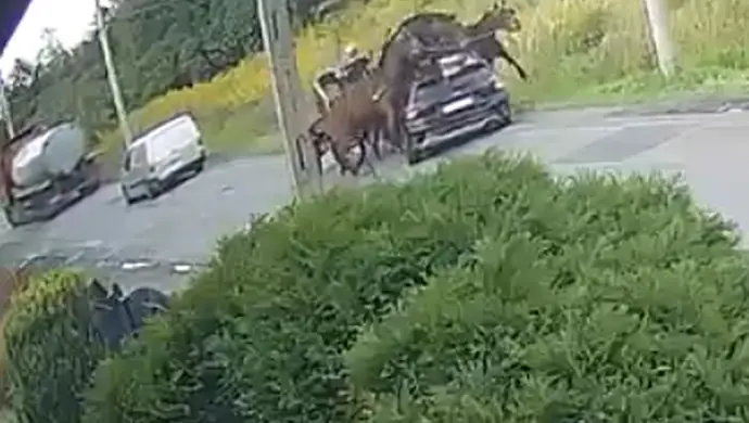 Mamy nagranie! Tak doszło do zderzenia bryczki z autem na Michałowskiej