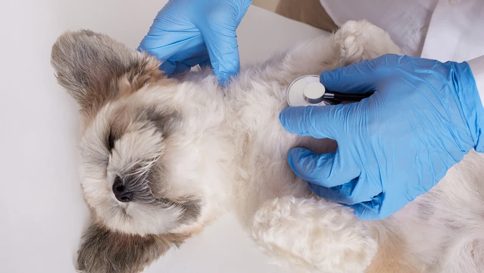 Bezpłatne chipowanie psów i kotów w piotrkowskim schronisku 