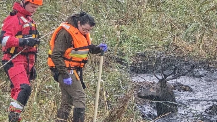 Jeleń ugrzązł w bagnie. Osiem godzin dramatycznej walki o życie