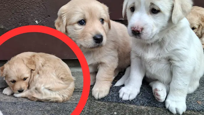 Szczeniaki odnalezione!