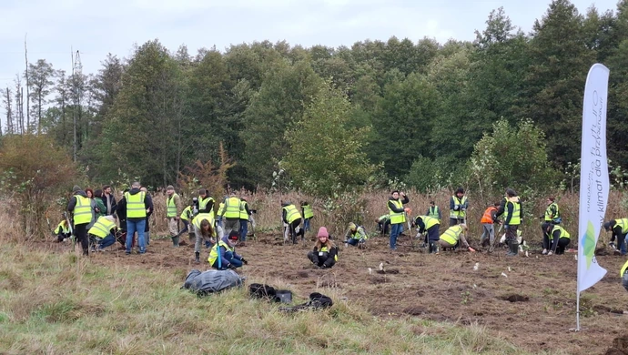 Nowe drzewa przy ulicy Morsów