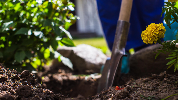 Jak i kiedy przesadzać piwonie?