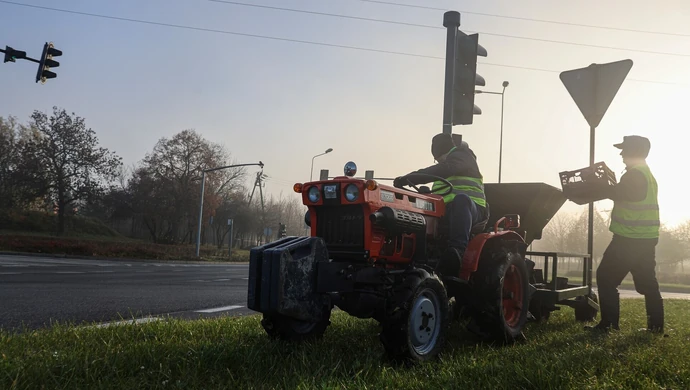 W Piotrkowie zaroi się od narcyzów