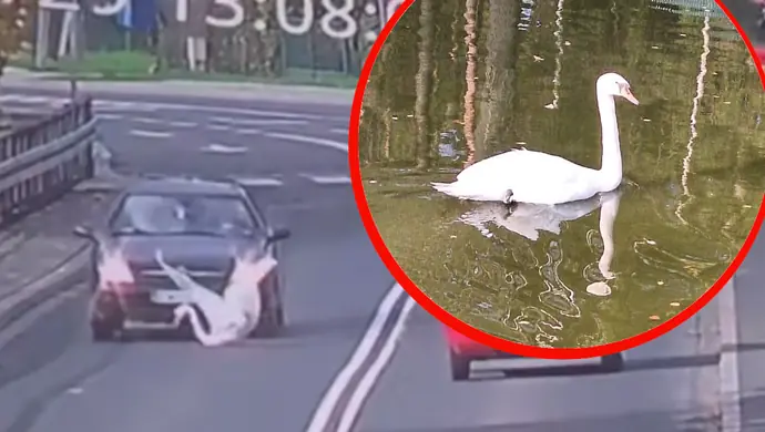  Łabędź miał poważnie wyglądający wypadek. Po kuracji Leśnego Ośrodka Rehabilitacji Zwierząt - wrócił do zdrowia