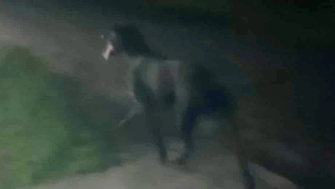 Pies gonił samochód. Sprawa ma drugie dno