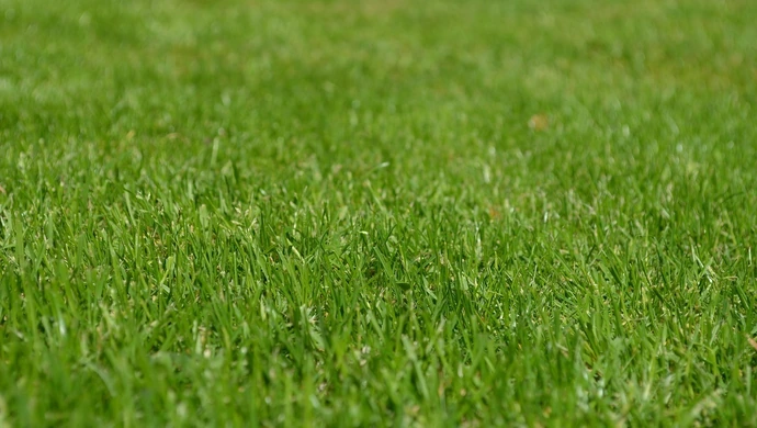 Jak wybrać odpowiedni nawóz, aby trawnik był gęsty, zielony i odporny na uszkodzenia