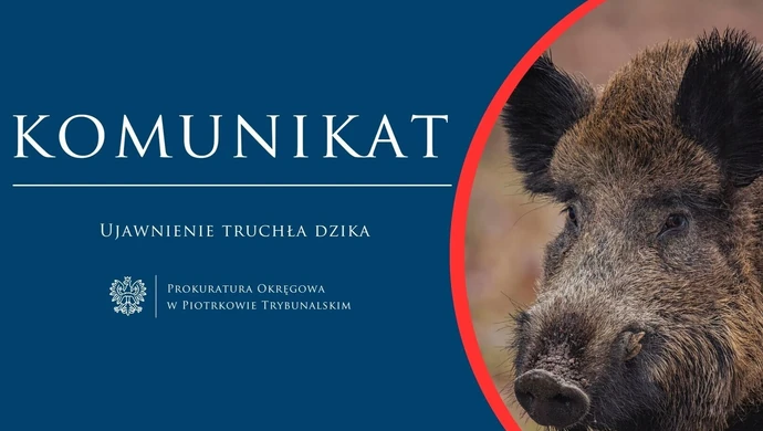 Prokuratura Rejonowa zajmie się dzikiem z ASF. Czy był postrzelony?