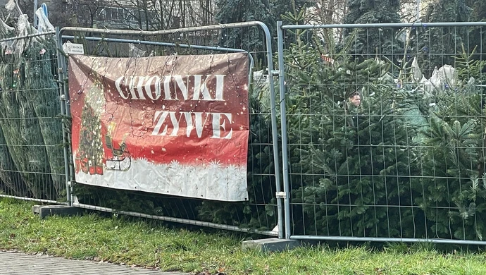 Choinki nie na sprzedaż, a na wypożyczenie.  W Piotrkowie znaleźli sposób na ominięcie  opłat handlowych? (AKTUALIZACJA)