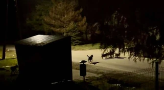 Wałęsające się psy w gminie Wolbórz: problem mieszkańców i wyzwanie dla samorządu (Aktualizacja)