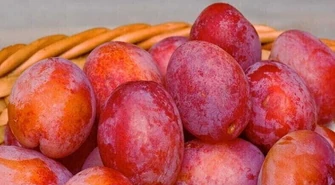 Śliwy w Twoim Ogrodzie: tajemnice sadzenia