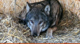 Odratowany wilk już na wolności