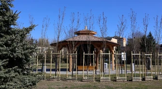 Dorodne wiązy holenderskie stanęły przy tężni solankowej w Piotrkowie