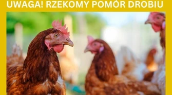Uwaga – rzekomy pomór drobiu!