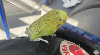 Skrzydlaty pasażer na gapę w MZK