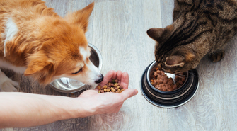Czy wiek i rasa ma wpływ na wybór karmy dla psa i kota?