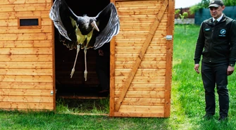 Uratowany przez leśników z Koła czarny bocian znów na wolności