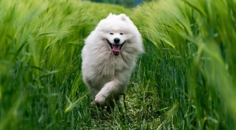 Jak i czym karmić psa z alergią?