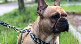 Zabierz ze sobą czworonoga i  zaczipuj go bezpłatnie w Sulejowie