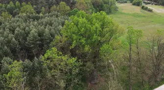 Mocny reprezentant regionu w konkursie na drzewo roku 