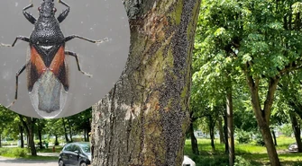 Skupieniec lipowy atakuje piotrkowskie drzewa