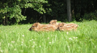 Nie ratuj, nie dokarmiaj, nie zabieraj! Myśliwi Ostrzegają: trwa leśny baby boom