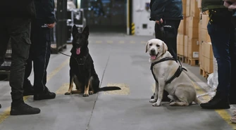 Ares i Prada znów na tropie - psy służbowe KAS znalazły gotówkę w przesyłkach kurierskich