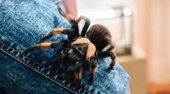 "Żart" z pająkiem postawił służby na nogi