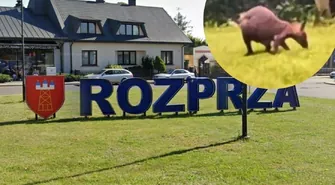 Skacze przez Rozprzę... kangur uciekinier AKTUALIZACJA