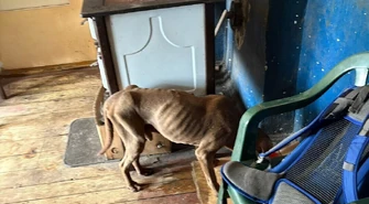 Zagłodzony pies w centrum miasta. TOZ składa zawiadomienie do prokuratury