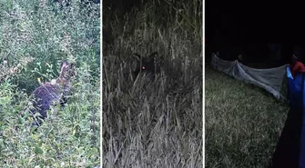 Kangur uciekinier złapany