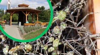 "Zielona" tężnia solankowa w Piotrkowie. Czy nieznane glony zagrażają mieszkańcom?