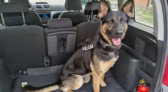 Międzynarodowy Dzień Psa – poznaj policyjnych bohaterów z Piotrkowa Trybunalskiego