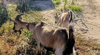 Kozy na piotrkowskim "gigancie". Gdzie jest właściciel?