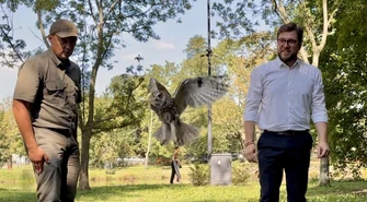 Wyjątkowa akcja w Piotrkowie. W parku Belzackim wypuszczono sowy uszate ZDJĘCIA