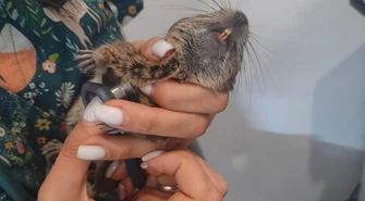 Dwie koszatniczki na śmietniku. Znów ktoś wyrzucił zwierzaki