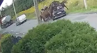 Mamy nagranie! Tak doszło do zderzenia bryczki z autem na Michałowskiej