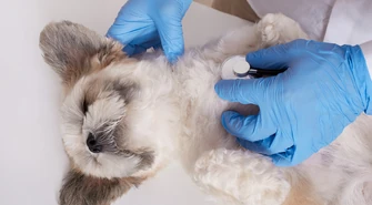 Bezpłatne chipowanie psów i kotów w piotrkowskim schronisku 