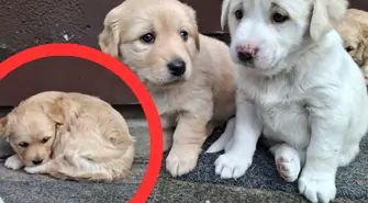 Szczeniaki odnalezione!