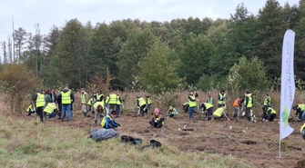 Nowe drzewa przy ulicy Morsów