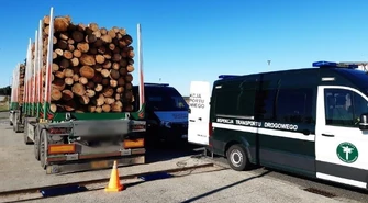 Rekordowe 71 ton drewna! WITD zatrzymało przeładowanego giganta w Piotrkowie ZDJĘCIA
