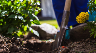 Jak i kiedy przesadzać piwonie?