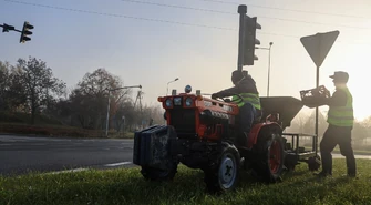 W Piotrkowie zaroi się od narcyzów