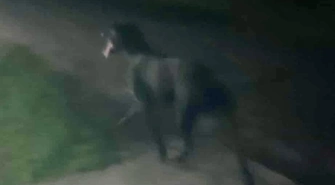 Pies gonił samochód. Sprawa ma drugie dno