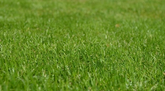 Jak wybrać odpowiedni nawóz, aby trawnik był gęsty, zielony i odporny na uszkodzenia