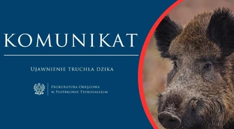 Prokuratura Rejonowa zajmie się dzikiem z ASF. Czy był postrzelony?